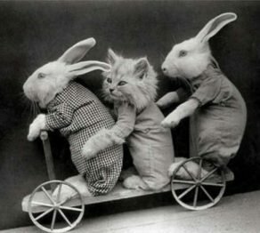 vintage-easter-bunny-cat
